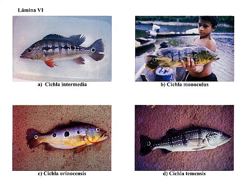 SERIE PECES DE VENEZUELA - CICLIDOS